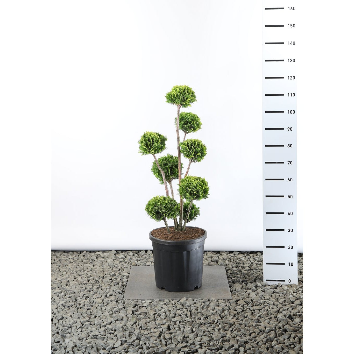 Ädelcypress – Chamaecyparis lawsoniana 'Stardust' - 60-80 CM PonPon EXTRA in Cont.